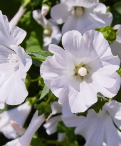200 Rose Mallow Mix Flower Seeds - Bush Hibiscus Lavatera Trimestris - Image 14