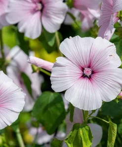 200 Rose Mallow Mix Flower Seeds - Bush Hibiscus Lavatera Trimestris - Image 15