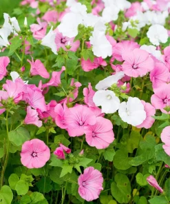 200 Rose Mallow Mix Flower Seeds - Bush Hibiscus Lavatera Trimestris - Image 2