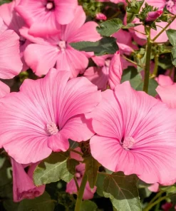 200 Rose Mallow Mix Flower Seeds - Bush Hibiscus Lavatera Trimestris - Image 3