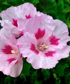 200 Rose Mallow Mix Flower Seeds - Bush Hibiscus Lavatera Trimestris - Image 4