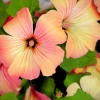 200 Rose Mallow Mix Flower Seeds - Bush Hibiscus Lavatera Trimestris - Image 1