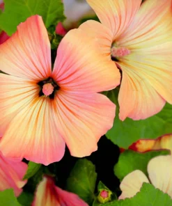 200 Rose Mallow Mix Flower Seeds - Bush Hibiscus Lavatera Trimestris - Image 1