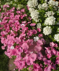 200 Rose Mallow Mix Flower Seeds - Bush Hibiscus Lavatera Trimestris - Image 5