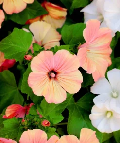 200 Rose Mallow Mix Flower Seeds - Bush Hibiscus Lavatera Trimestris - Image 6