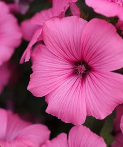 200 Rose Mallow Mix Flower Seeds - Bush Hibiscus Lavatera Trimestris - Image 7