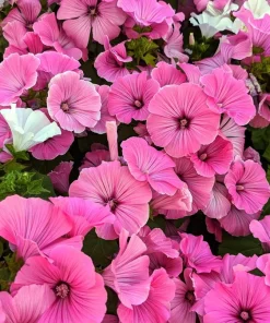 200 Rose Mallow Mix Flower Seeds - Bush Hibiscus Lavatera Trimestris - Image 8