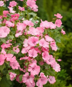200 Rose Mallow Mix Flower Seeds - Bush Hibiscus Lavatera Trimestris - Image 9