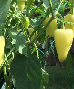 200 Santa Fe Grande Pepper Seeds - Guero Chili Hot Capsicum Annuum - Image 4