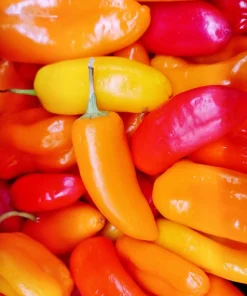 200 Santa Fe Grande Pepper Seeds - Guero Chili Hot Capsicum Annuum - Image 7