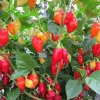 200 Santa Fe Grande Pepper Seeds - Guero Chili Hot Capsicum Annuum - Image 1