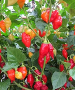 200 Santa Fe Grande Pepper Seeds - Guero Chili Hot Capsicum Annuum - Image 1