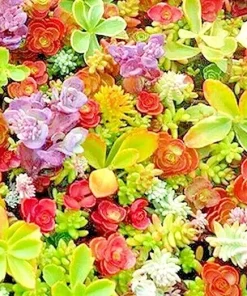 200 Sedum Seeds Spring Mix - Succulent Stonecrop Ground Cover Perennial - Image 2