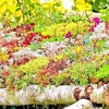 200 Sedum Seeds Spring Mix - Succulent Stonecrop Ground Cover Perennial - Image 1