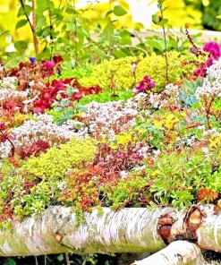 200 Sedum Seeds Spring Mix - Succulent Stonecrop Ground Cover Perennial - Image 1
