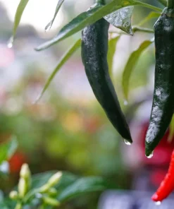 200 Serrano Tampiqueno Pepper Seeds - Mexican Chile Vegetable Seeds - Image 2