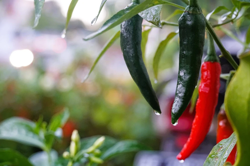 200 Serrano Tampiqueno Pepper Seeds - Mexican Chile Vegetable Seeds - Image 2
