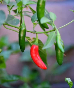 200 Serrano Tampiqueno Pepper Seeds - Mexican Chile Vegetable Seeds - Image 6