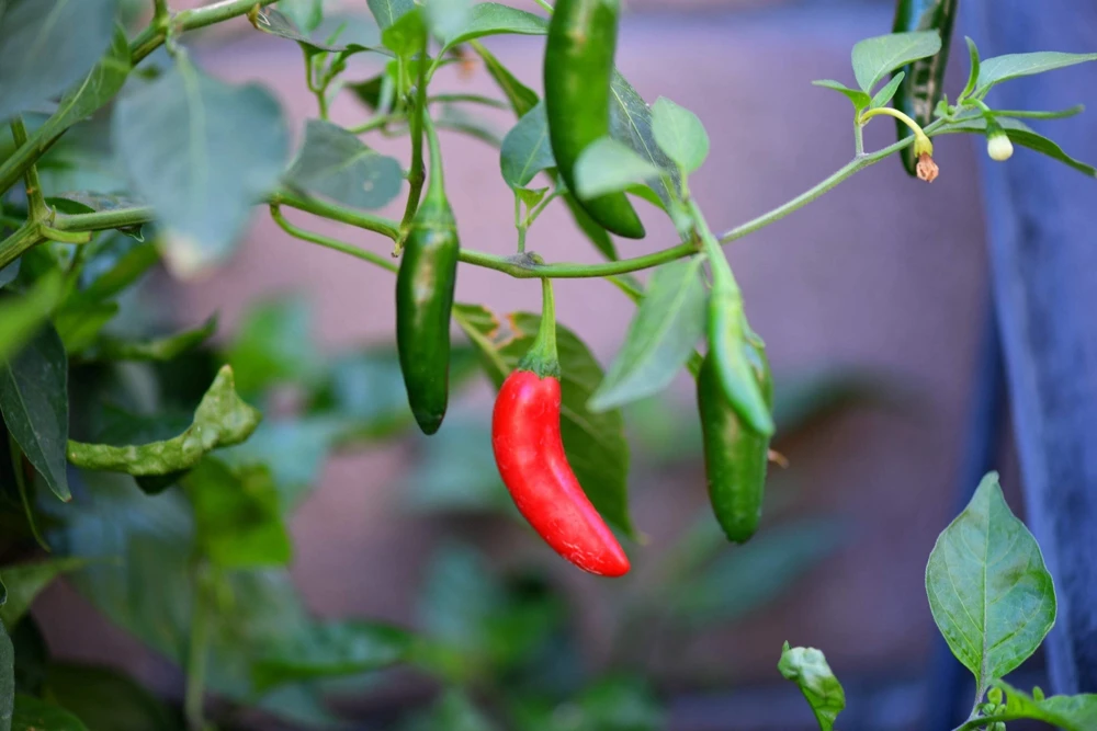 200 Serrano Tampiqueno Pepper Seeds - Mexican Chile Vegetable Seeds - Image 6