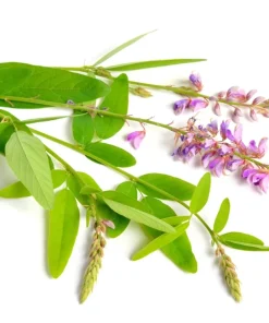 200 Showy Pink Trefoil Flower Seeds - Desmodium Canadense - Image 10
