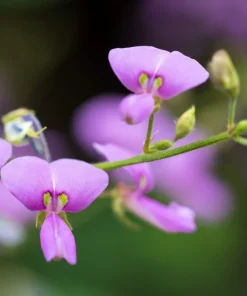 200 Showy Pink Trefoil Flower Seeds - Desmodium Canadense - Image 2