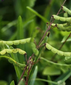200 Showy Pink Trefoil Flower Seeds - Desmodium Canadense - Image 3
