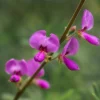 200 Showy Pink Trefoil Flower Seeds - Desmodium Canadense - Image 1