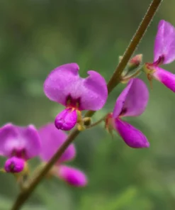 200 Showy Pink Trefoil Flower Seeds - Desmodium Canadense - Image 1