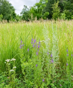 200 Showy Pink Trefoil Flower Seeds - Desmodium Canadense - Image 5