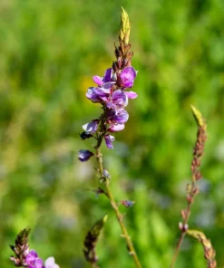 200 Showy Pink Trefoil Flower Seeds - Desmodium Canadense - Image 6