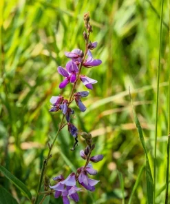 200 Showy Pink Trefoil Flower Seeds - Desmodium Canadense - Image 7