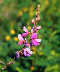 200 Showy Pink Trefoil Flower Seeds - Desmodium Canadense - Image 8