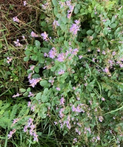 200 Showy Pink Trefoil Flower Seeds - Desmodium Canadense - Image 9