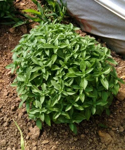 200 Spicy Globe Basil Seeds - Ocimum Basilicum Herb Seeds - Image 2