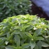 200 Spicy Globe Basil Seeds - Ocimum Basilicum Herb Seeds - Image 1