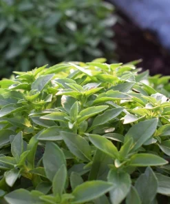 200 Spicy Globe Basil Seeds - Ocimum Basilicum Herb Seeds - Image 1