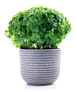200 Spicy Globe Basil Seeds - Ocimum Basilicum Herb Seeds - Image 3