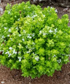 200 Spicy Globe Basil Seeds - Ocimum Basilicum Herb Seeds - Image 4