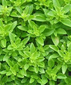 200 Spicy Globe Basil Seeds - Ocimum Basilicum Herb Seeds - Image 6