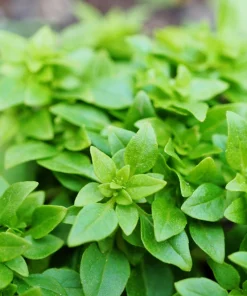 200 Spicy Globe Basil Seeds - Ocimum Basilicum Herb Seeds - Image 7