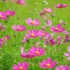 200 Tall Pink Cosmos Bipinnatus Flower Seeds – Annual Bloom - Image 1