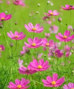 200 Tall Pink Cosmos Bipinnatus Flower Seeds – Annual Bloom - Image 1