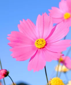 200 Tall Pink Cosmos Bipinnatus Flower Seeds – Annual Bloom - Image 2