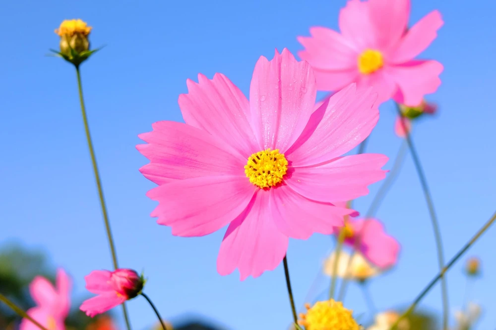 200 Tall Pink Cosmos Bipinnatus Flower Seeds – Annual Bloom - Image 2
