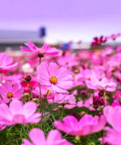 200 Tall Pink Cosmos Bipinnatus Flower Seeds – Annual Bloom - Image 3