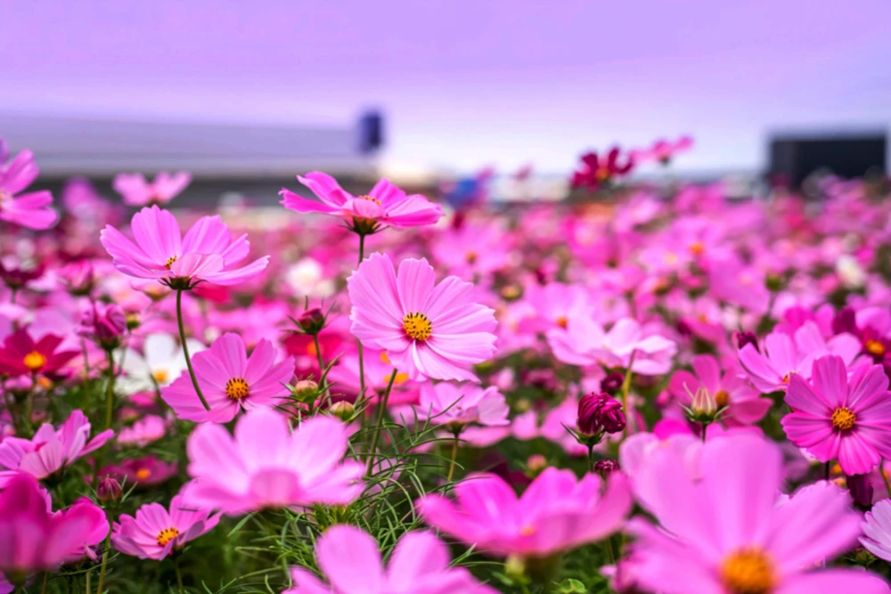200 Tall Pink Cosmos Bipinnatus Flower Seeds – Annual Bloom - Image 3