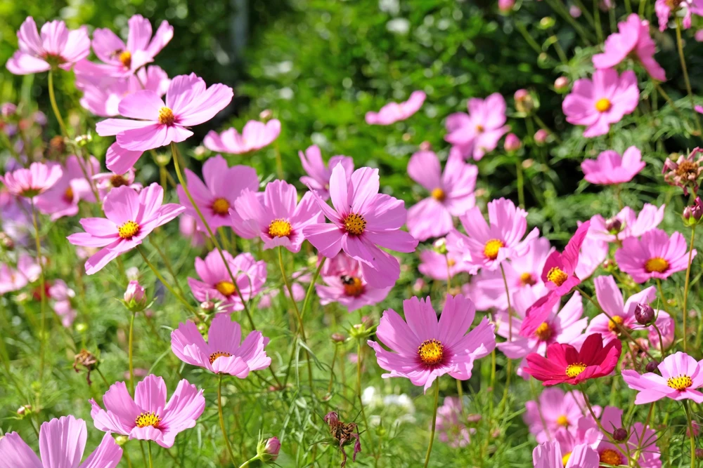 200 Tall Pink Cosmos Bipinnatus Flower Seeds – Annual Bloom - Image 4