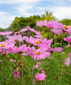 200 Tall Pink Cosmos Bipinnatus Flower Seeds – Annual Bloom - Image 5