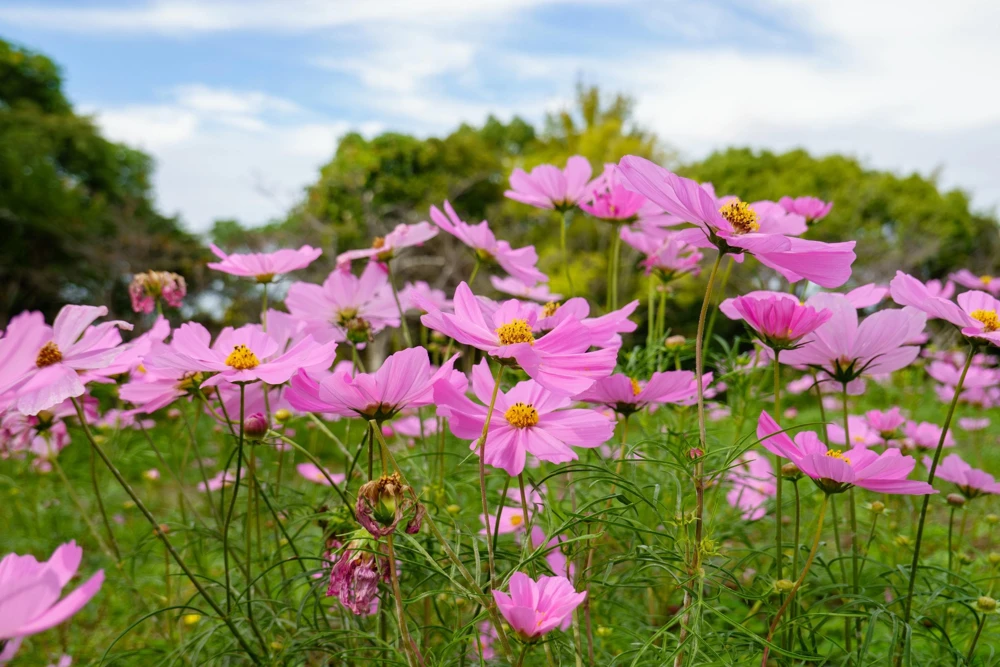 200 Tall Pink Cosmos Bipinnatus Flower Seeds – Annual Bloom - Image 5
