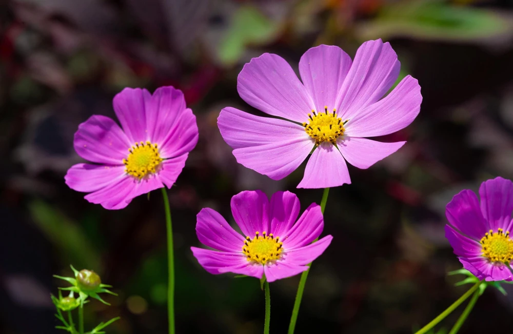200 Tall Pink Cosmos Bipinnatus Flower Seeds – Annual Bloom - Image 7